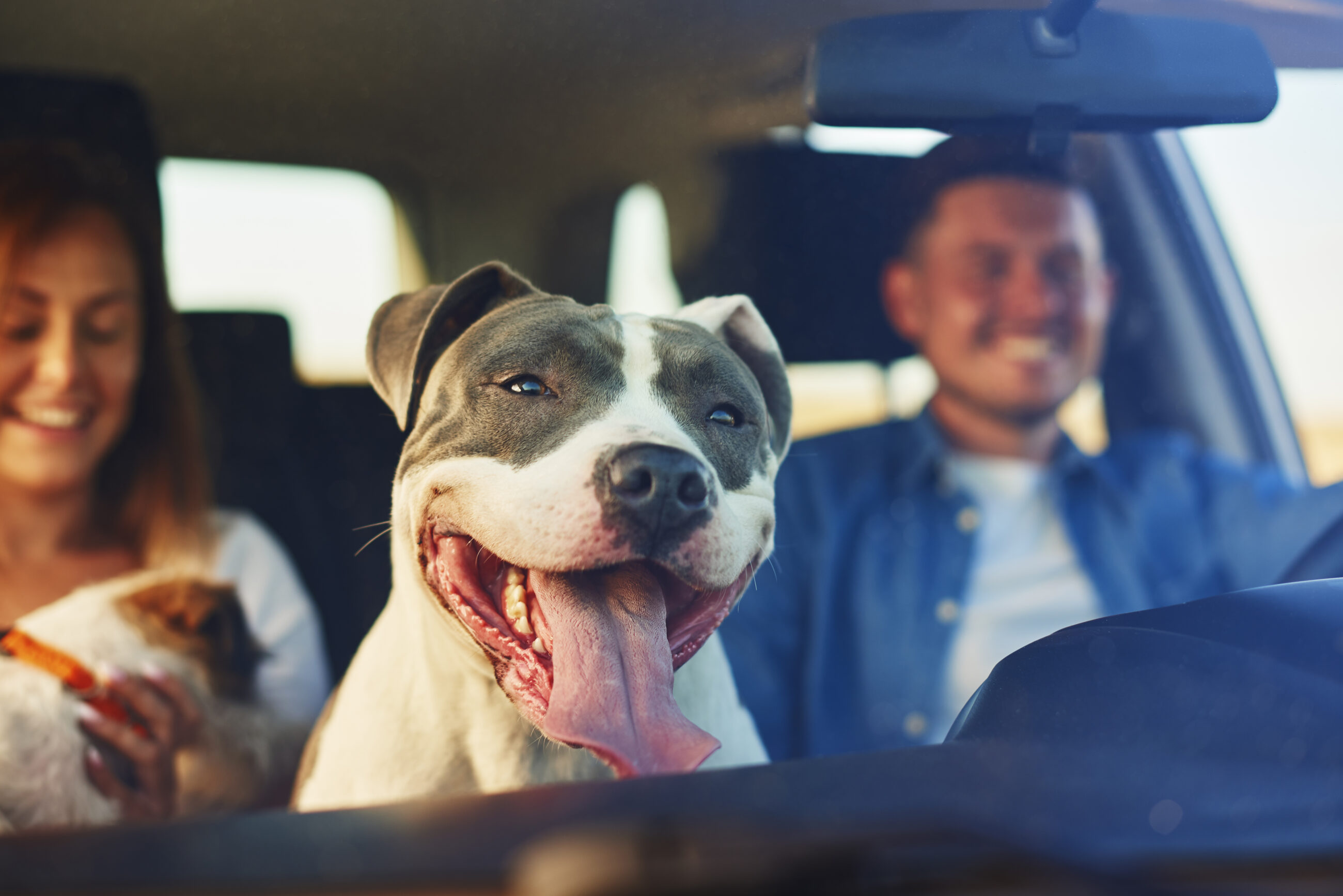Happy dog as passenger in car | Featured image for the How Does Financing a Car Work Blog from Fido Finance.