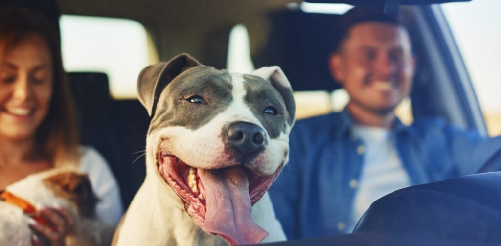 Happy dog as passenger in car | Featured image for the How Does Financing a Car Work Blog from Fido Finance.